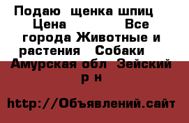 Подаю. щенка шпиц  › Цена ­ 27 000 - Все города Животные и растения » Собаки   . Амурская обл.,Зейский р-н